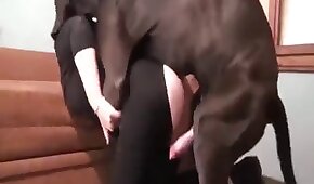 Minha cunhada ruivinha gordelicia queria quicar na minha vara - sexo de cachorro,sexo foda animal